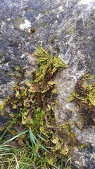 Ctenidium molluscum