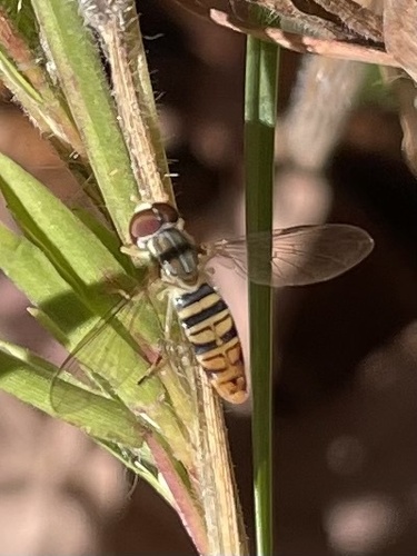 Unknown species found near Stony Brook University, Stony Brook, NY, US