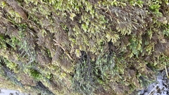 Thamnobryum alopecurum