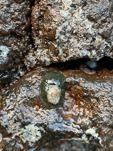 Smaragdinella observed 2025-10-20