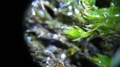 Cinclidotus fontinaloides