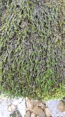 Cinclidotus fontinaloides