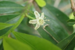 Erythroxylum emarginatum