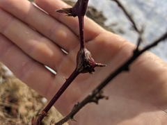 Neolasioptera nodulosa