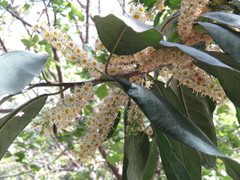 Prunus zinggii