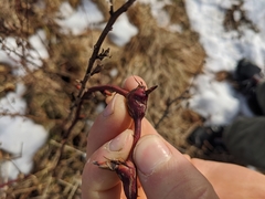 Neolasioptera nodulosa