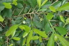 Erythroxylum emarginatum