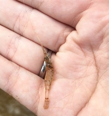 Palaemon kadiakensis