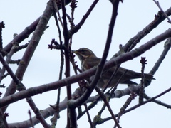Turdus iliacus