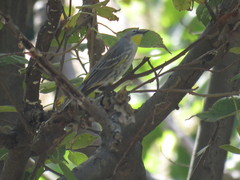 Setophaga coronata auduboni