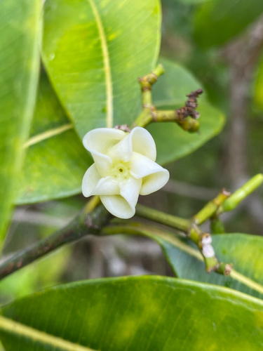 Ochrosia haleakalae observed 2025-10-18