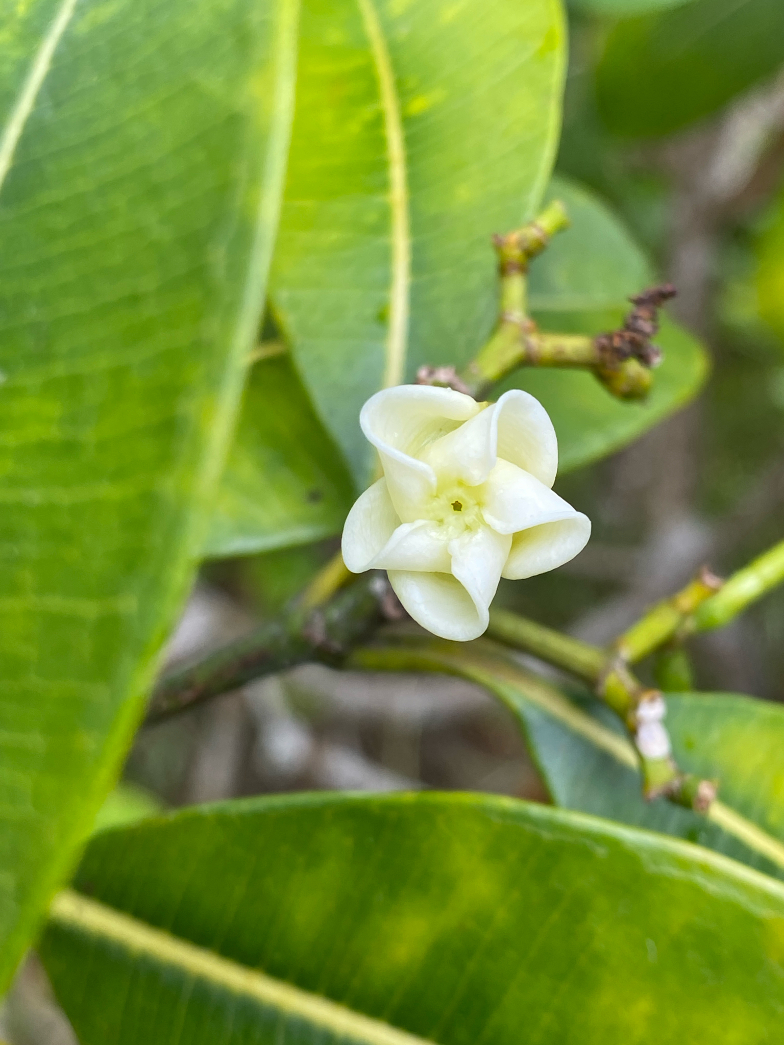 Ochrosia haleakalae