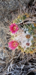 Mammillaria compressa compressa