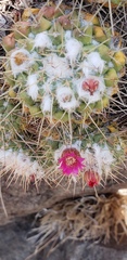 Mammillaria compressa compressa
