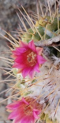 Mammillaria compressa compressa