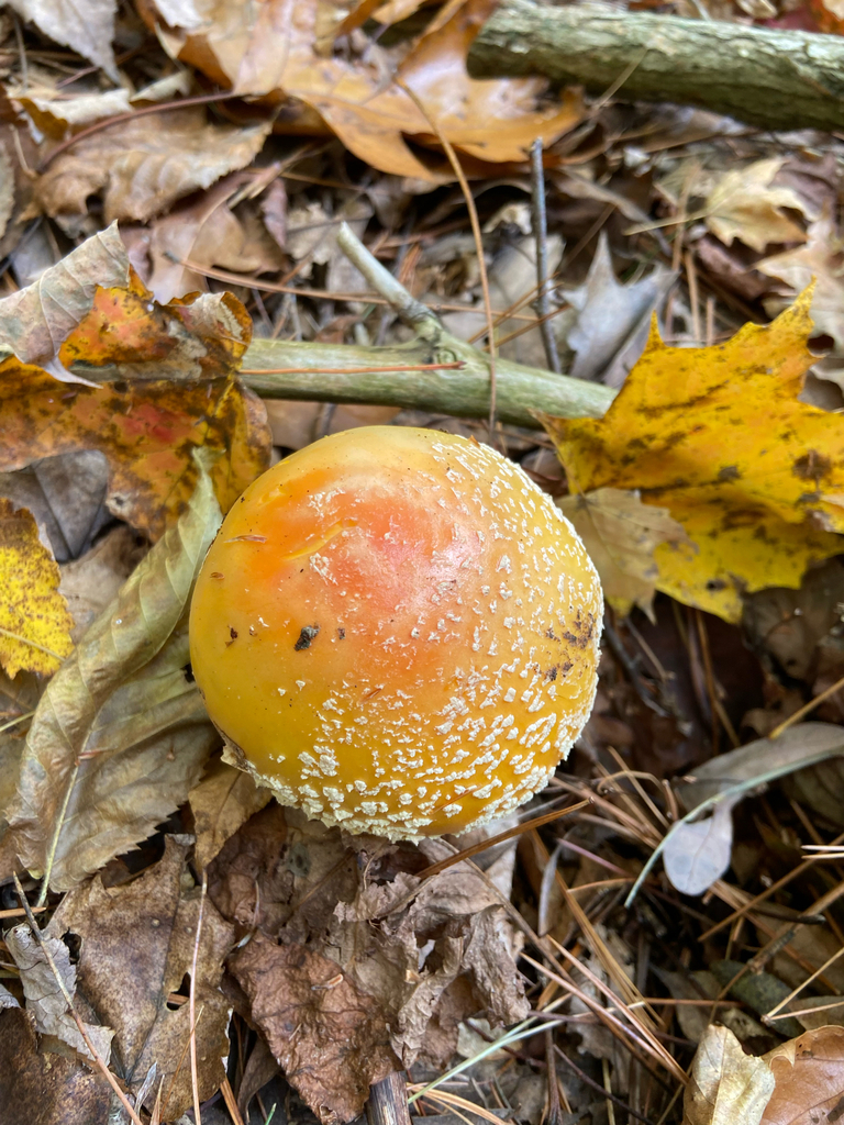 Amanita muscaria guessowii · November 2025 · photo: © puppyy (iNaturalist, cc0)