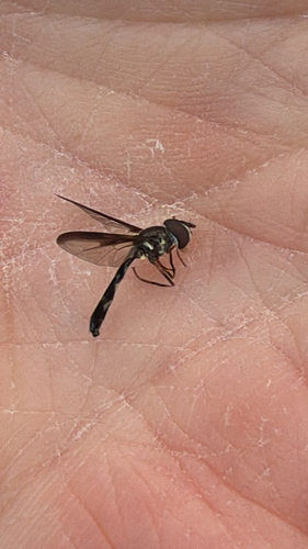 Unknown species found near Merrill Creek Rd, Washington, NJ, US