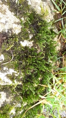 Cinclidotus fontinaloides