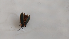 Mecistomela marginata