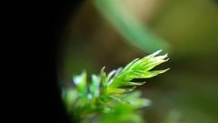 Cinclidotus fontinaloides