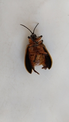 Mecistomela marginata