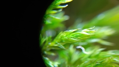 Cinclidotus fontinaloides