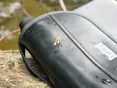 Synanthedon acerni