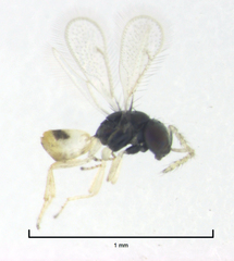 Thripoctenus javae