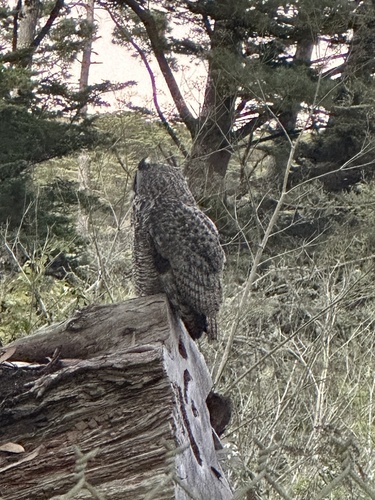 View observation of {o.common_name} on iNaturalist