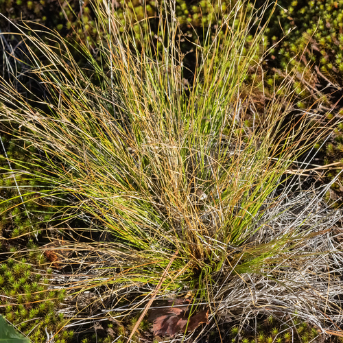 Flatrock Rush (Juncus georgianus)