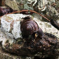 Helminthoglypta umbilicata