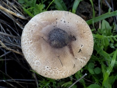 Macrolepiota phaeodisca