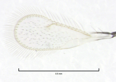 Thripoctenus javae