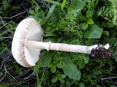 Macrolepiota phaeodisca