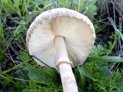 Macrolepiota phaeodisca