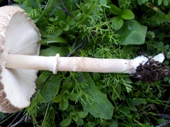 Macrolepiota phaeodisca