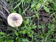 Macrolepiota phaeodisca