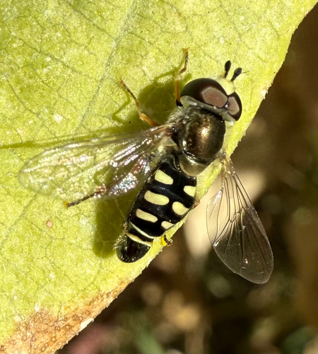 Unknown species found near Anderson Pl SE, Albuquerque, NM, US