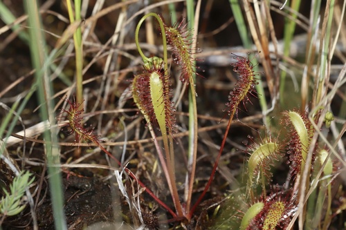 Great Sundew