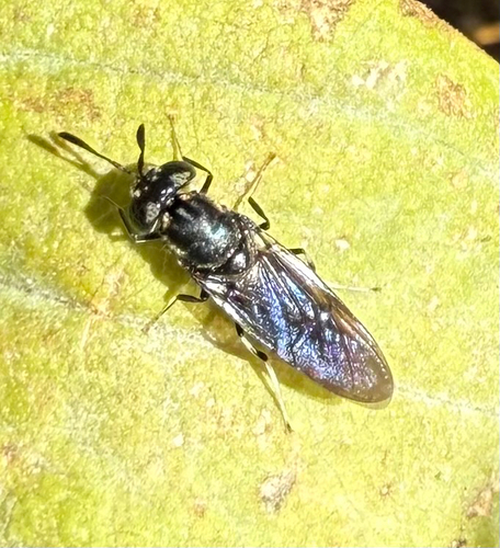 Unknown species found near Anderson Pl SE, Albuquerque, NM, US