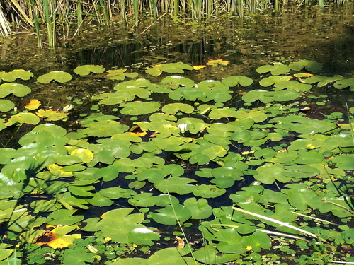 Bijeli lopoč (Nymphaea alba)