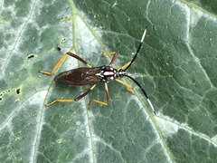 Holhymenia histrio