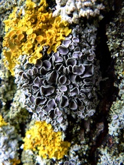 Physcia alnophila