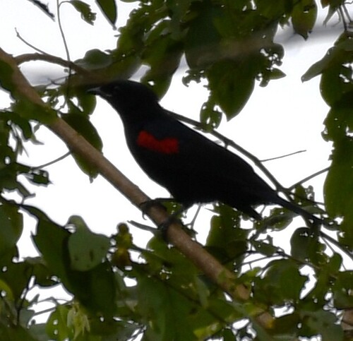 Red-shouldered Cuckooshrike