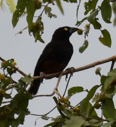 Chestnut-and-black Weaver