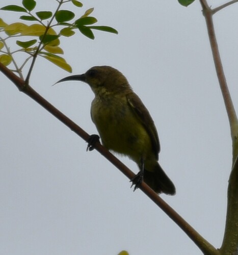 Copper Sunbird