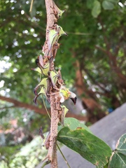 Umbonia crassicornis