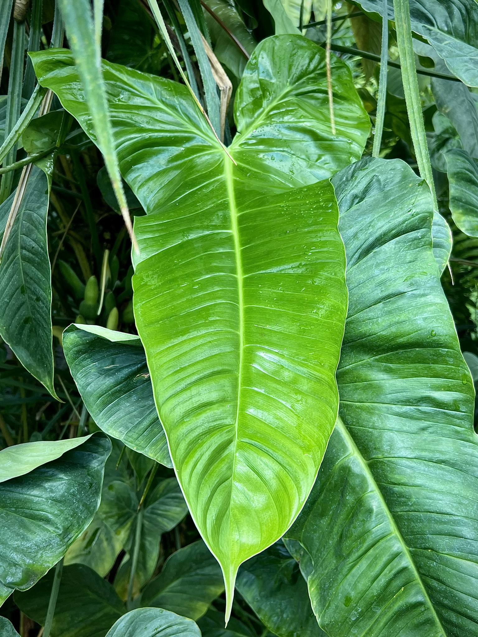 cebu blue philodendron Epipremnum pinnatum 'Cebu Blue'