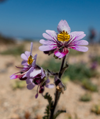 Schizanthus litoralis