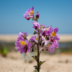 Schizanthus litoralis
